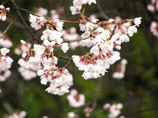 150411_0925_高島公園に咲くサクラ（諏訪市）