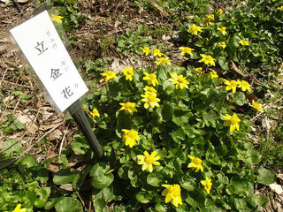 150412_1002_里島自然探勝道に咲く立金花の花（長野市）