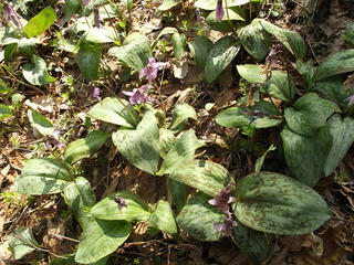 150412_0955_里島自然探勝道に咲くカタクリの花（長野市）