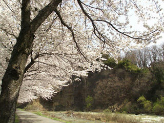 150412_1023_長商グランド沿いに咲くサクラ（長野市）