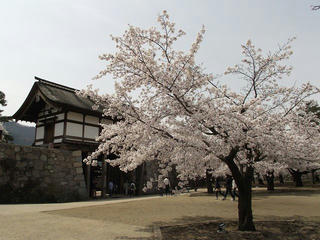 150412_1115_松代城跡に咲く満開のソメイヨシノ（長野市松代町）