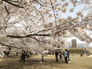 150412_1116_松代城跡に咲く満開のソメイヨシノ（長野市松代町）