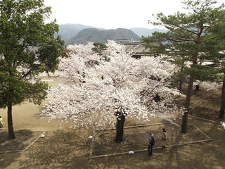 150412_1119_松代城跡に咲く満開のソメイヨシノ（長野市松代町）