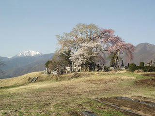 150418_0712_甲斐駒ケ岳を背景に咲く「田端しだれ桜」（富士見町）