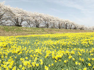 150418_0903_桜並木とスイセンの花（諏訪市）