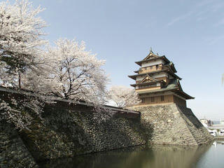 150418_0936_高島公園に咲く満開のサクラ（諏訪市）