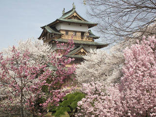 150418_0939_高島公園に咲く満開のサクラ（諏訪市）