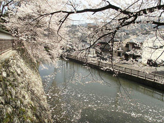 150418_0940_高島公園に咲く満開のサクラ（諏訪市）