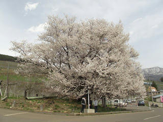 150418_1331_2_宇木の古代桜・千歳桜（山ノ内町）