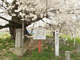 150418_1331_1_宇木の古代桜・千歳桜（山ノ内町）