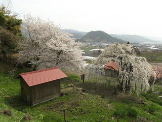 150418_1336_宇木の古代桜・大日庵の源平しだれ桜（山ノ内町）
