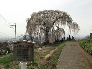 150418_1355_宇木の古代桜・大久保の桜（山ノ内町）