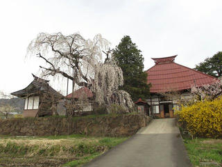 150418_1426_宇木の古代桜・隆谷寺の桜（山ノ内町）
