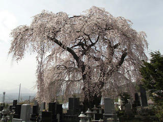 150418_1316_宇木の古代桜・宇木区民会館の桜（山ノ内町）