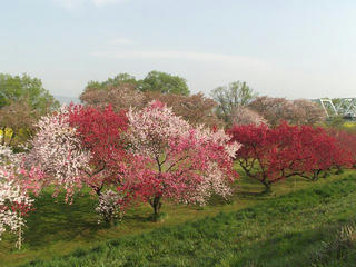 150425_0729_千曲川ふれあい公園（小布施町）