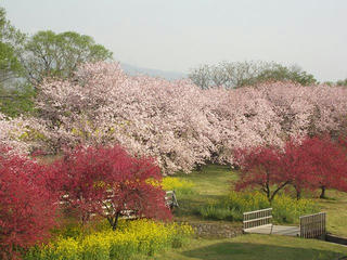 150425_0751_千曲川ふれあい公園（小布施町）