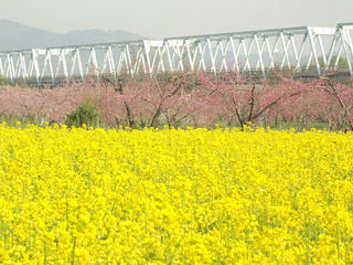 150425_0735_千曲川ふれあい公園（小布施町）