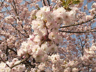 150425_0732_千曲川ふれあい公園（小布施町）