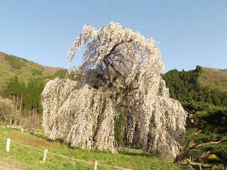 150425_1710_弁天さんのしだれ桜（須坂市）