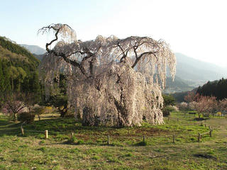 150425_1712_弁天さんのしだれ桜（須坂市）