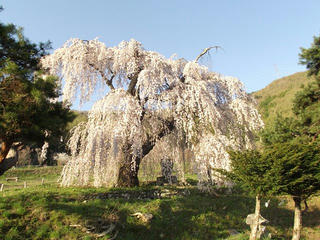 150425_1715_弁天さんのしだれ桜（須坂市）