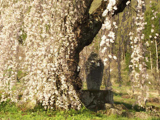 150425_1716_弁天さんのしだれ桜（須坂市）