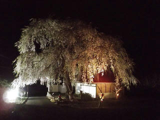 150425_2023_ライトアップされた中塩のしだれ桜（高山村）