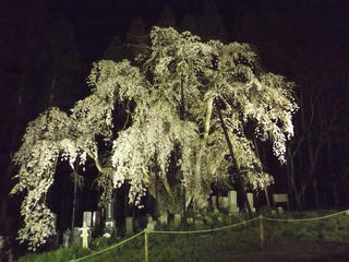 150425_2033_ライトアップされた坪井のしだれ桜（高山村）