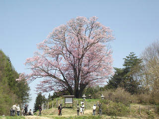 150426_1127_地蔵久保のオオヤマザクラ（飯綱町）