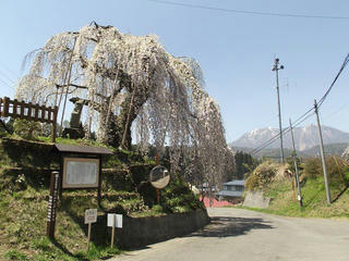 150426_1136_袖之山のシダレザクラ（飯綱町）