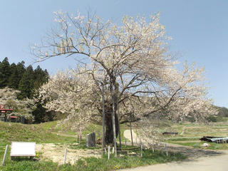 150426_1147_黒川桜林のエドヒガン（飯綱町）