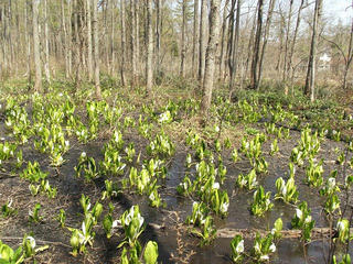 150426_1212_大久保池のミズバショウ（信濃町）