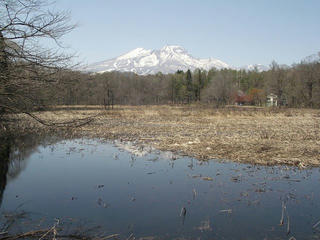 150426_1219_大久保池のミズバショウ（信濃町）