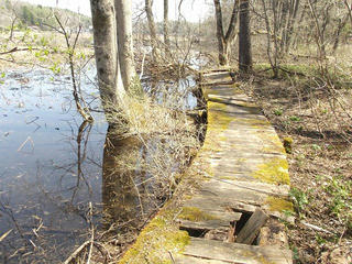 150426_1215_大久保池のミズバショウ（信濃町）