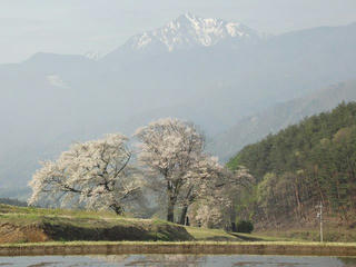 150429_0740_田端鼎談桜（富士見町）