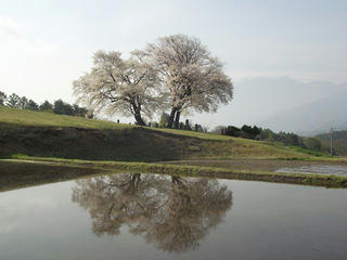 150429_0744_田端鼎談桜（富士見町）