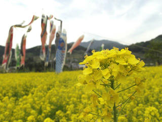 150503_1312_中野市穴田の菜の花畑（中野市）