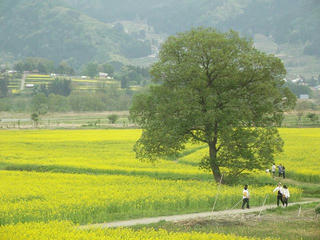 150503_1413_飯山市常盤の菜の花畑（飯山市）