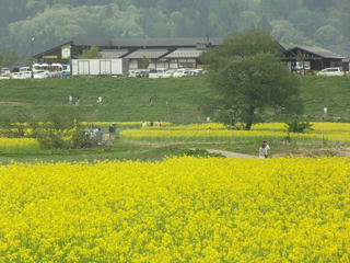 150503_1402_飯山市常盤の菜の花畑（飯山市）