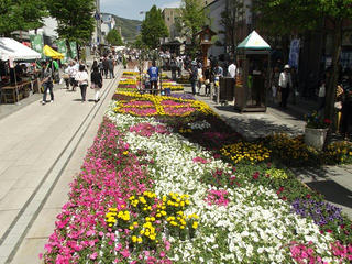150503_1052_善光寺花回廊 ながの花フェスタ２０１５（長野市）
