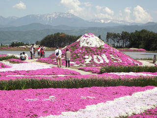 150505_1340_伊那小沢のシバザクラ（伊那市）