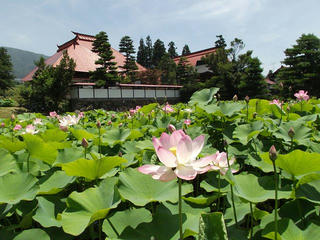 150712_1209_稲泉寺の大賀ハス（木島平村）