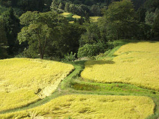 150920_1425_儀明の棚田（新潟県十日町市）