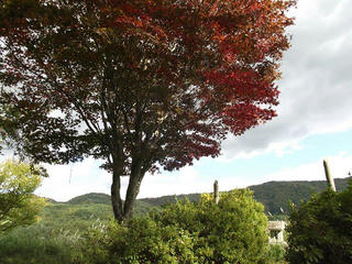 151012_1436_桑原城址・本丸跡のサクラ（諏訪市）