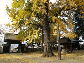 151031_0955_佛法紹隆寺のイチョウ（諏訪市）