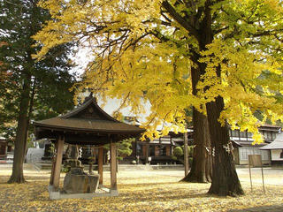 151031_1003_佛法紹隆寺のイチョウ（諏訪市）