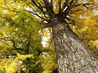 151031_1000_佛法紹隆寺のイチョウ（諏訪市）