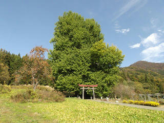 151101_1326_神戸の大イチョウ（飯山市）