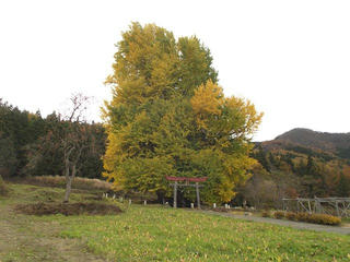 151114_1325_神戸の大イチョウ（飯山市）