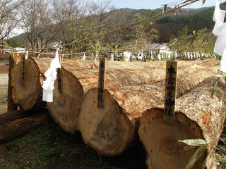 151121_1210_かやぶきの館に勢揃いした諏訪大社御柱祭に使われる上社御用材（辰野町）